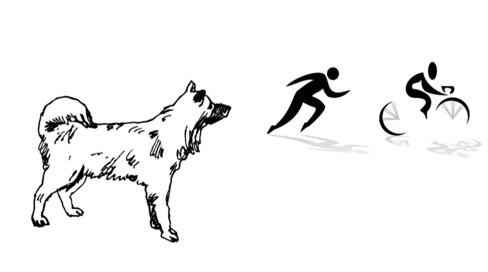 Что делать при нападении собаки