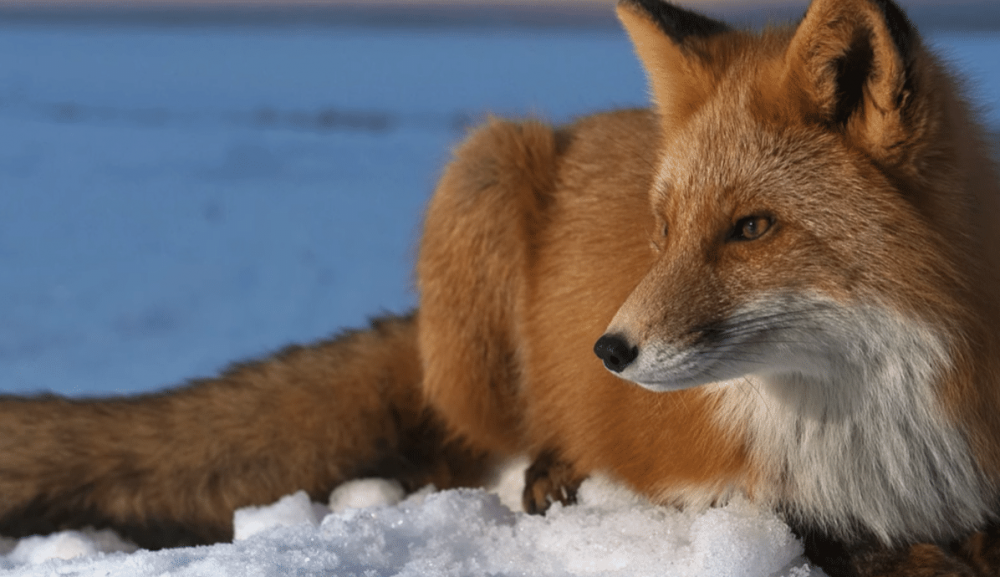 Следы диких животных