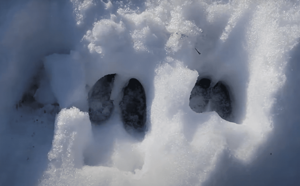 Следы лосей