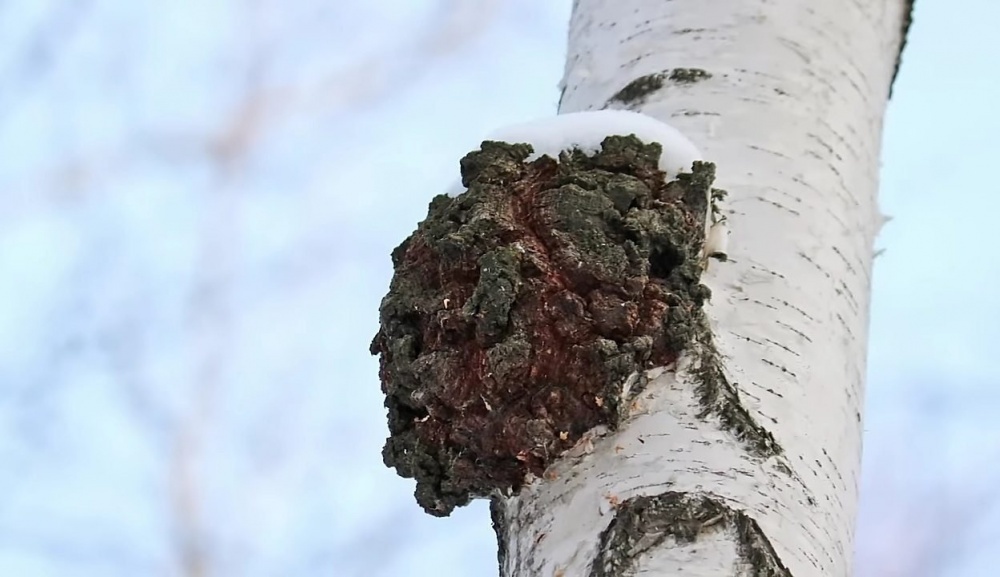 Польза и вред чаги для человека