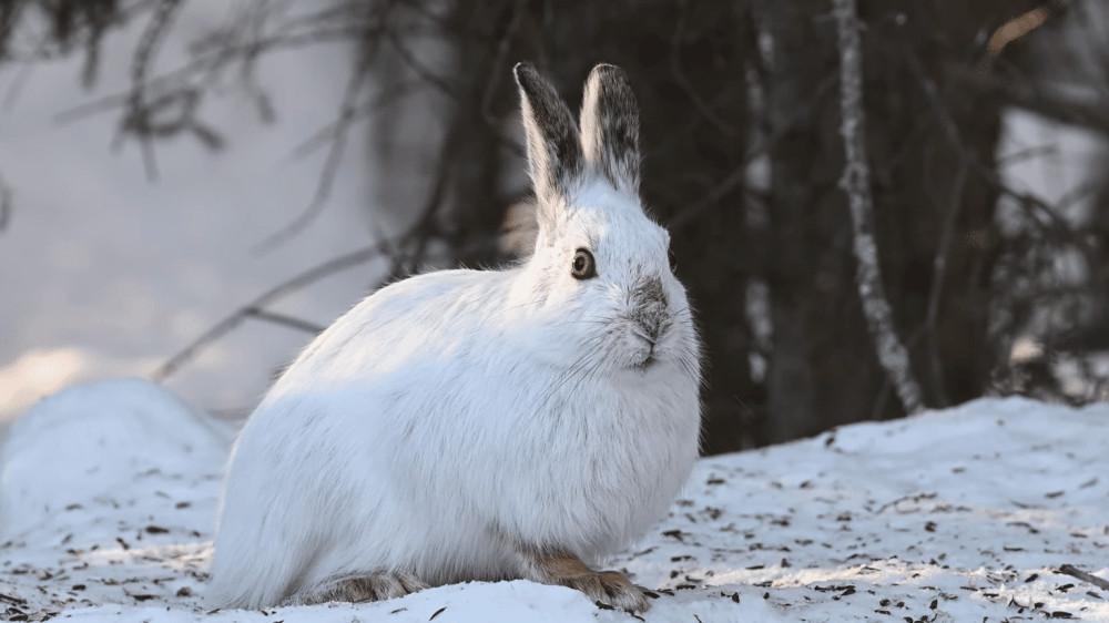 Как выглядят следы зайца