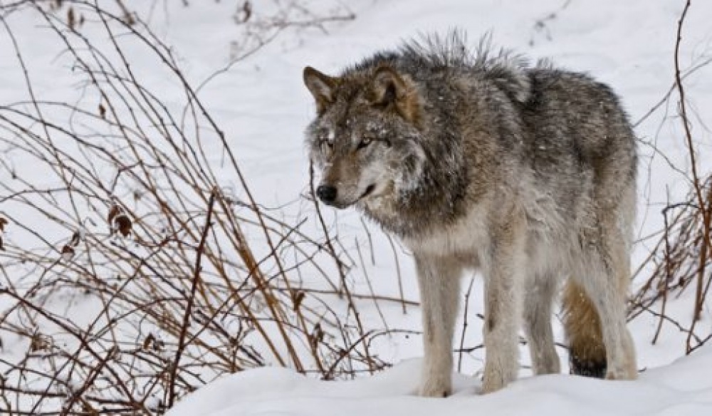 Следы диких животных