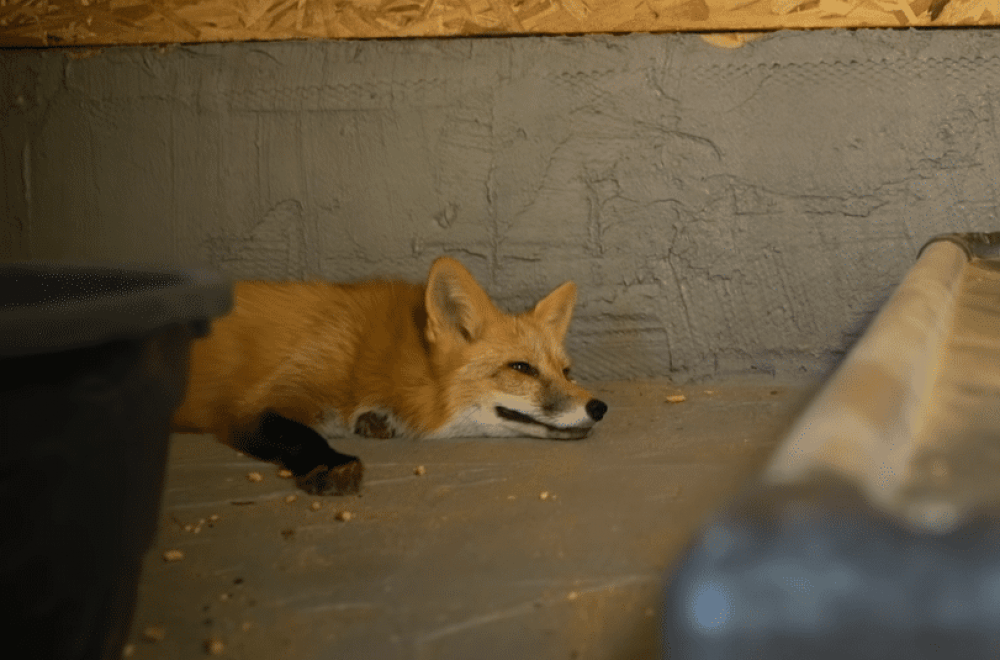 Что делать при встрече с лисой