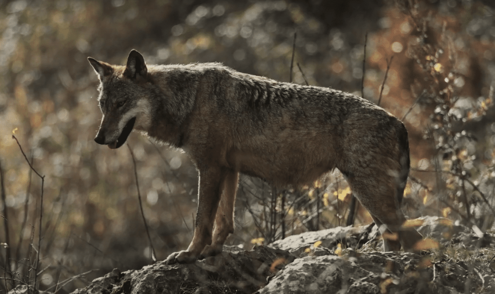 Как выглядит след волка