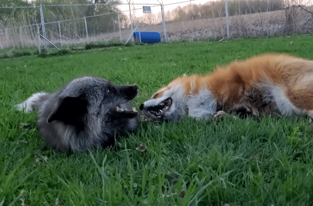 Что делать при встрече с лисой