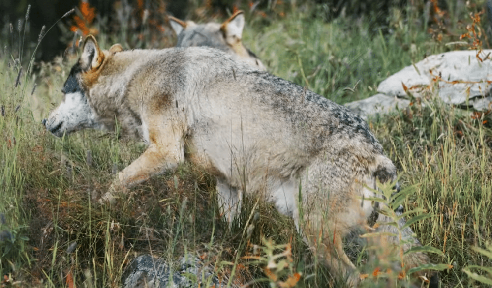 Что делать при встрече с волком