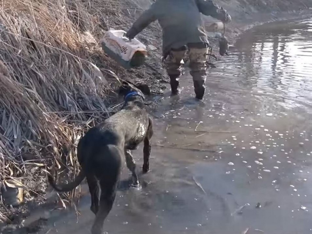 Охота на ондатр