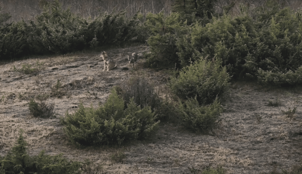 Как выглядит след волка