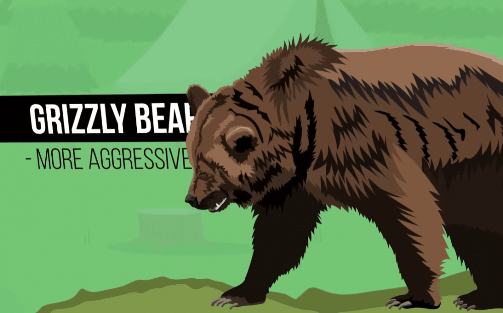 Что делать при встрече с медведем