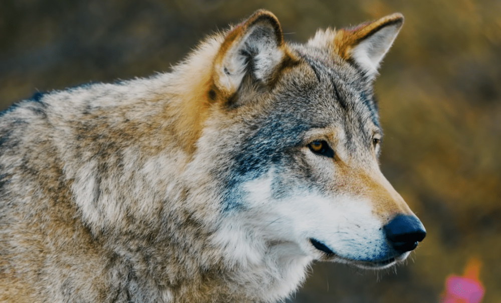 Что делать при встрече с волком