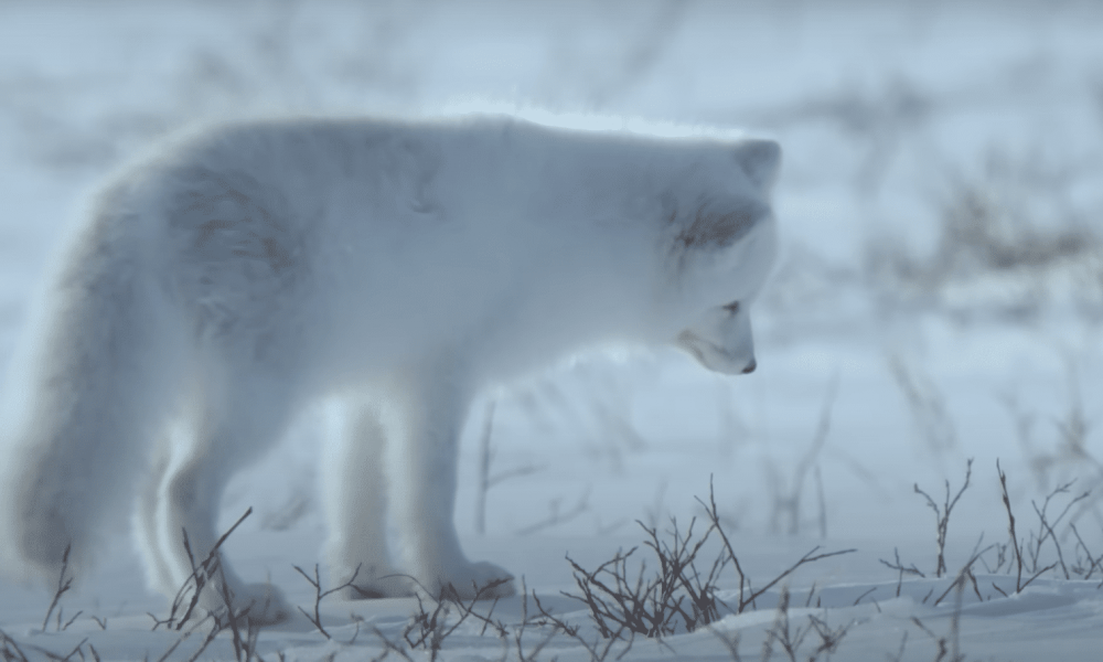 Как выглядят следы лисы