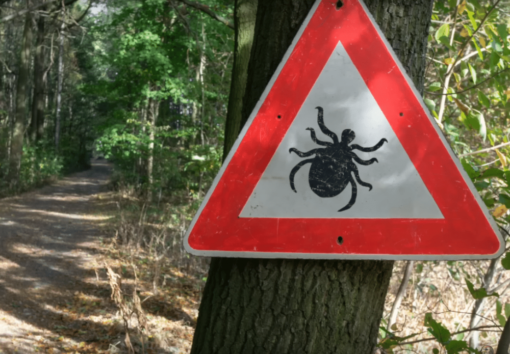 Как вытащить клеща у человека