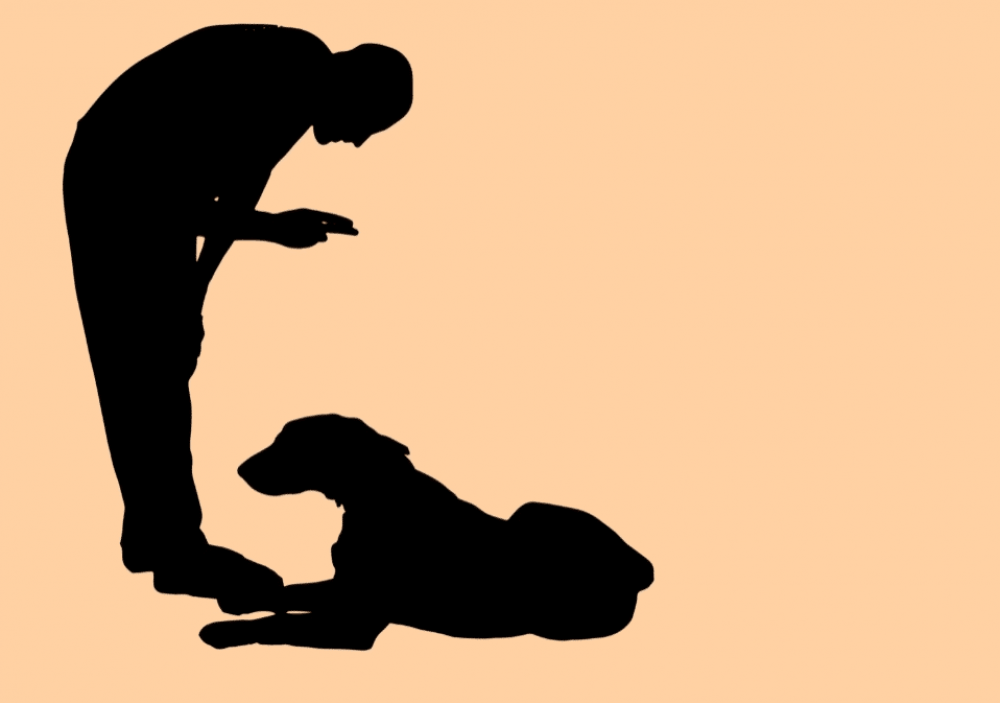 Что делать при нападении собаки