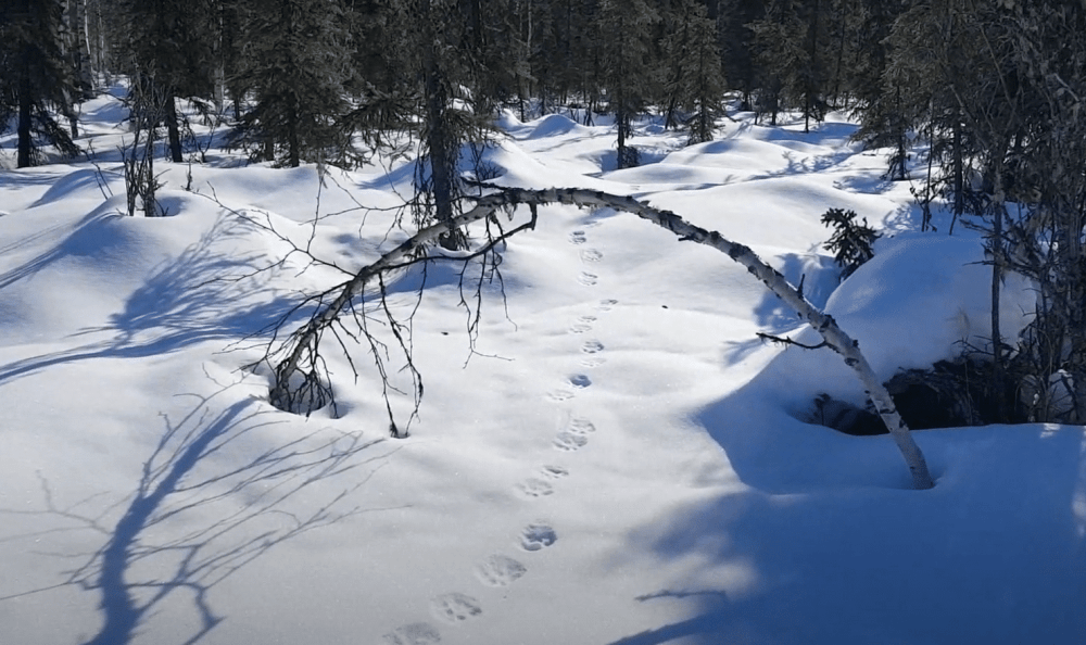 След рыси: зимой на снегу