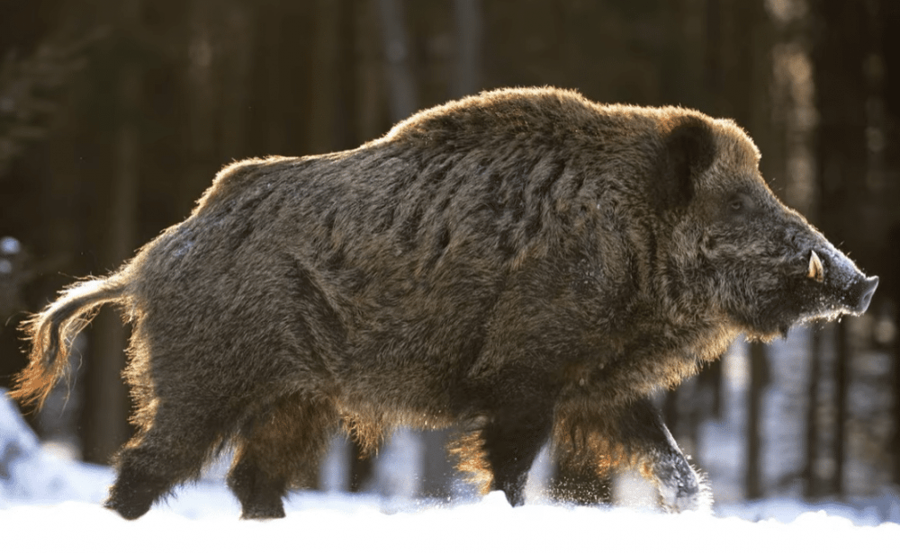 Что делать при встрече с кабаном