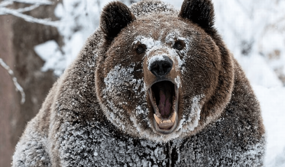 Следы диких животных