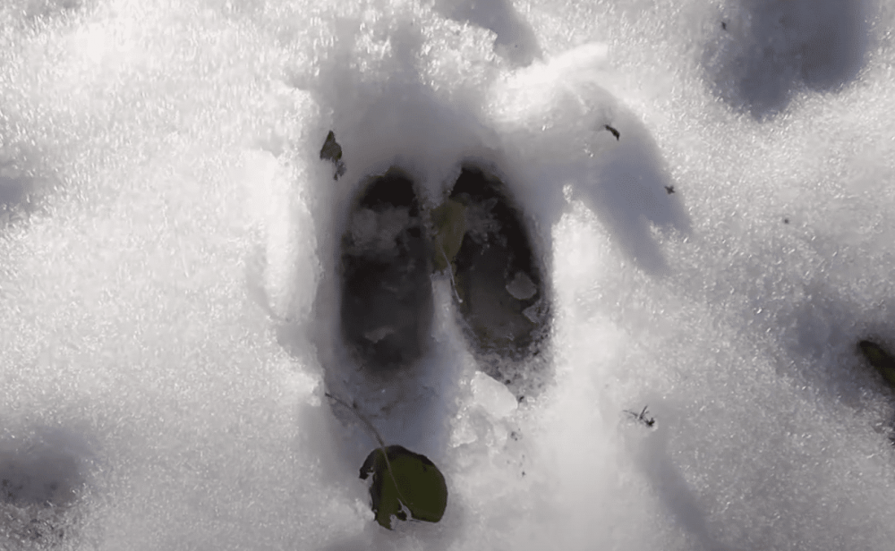 Следы лосей