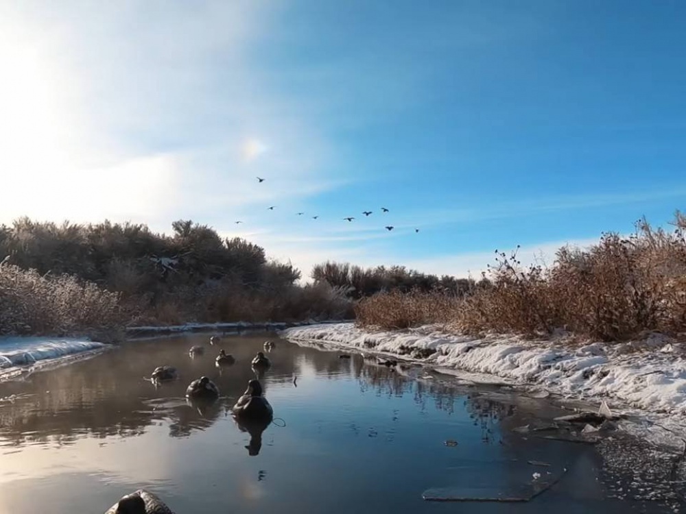 Охота на утку