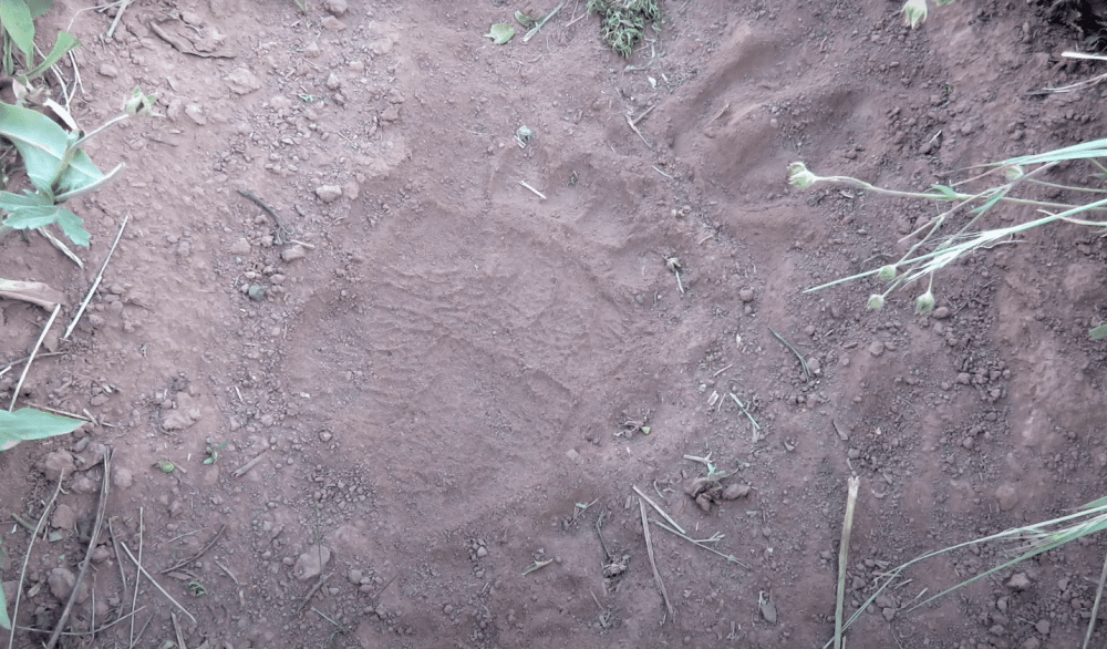 Следы медведей