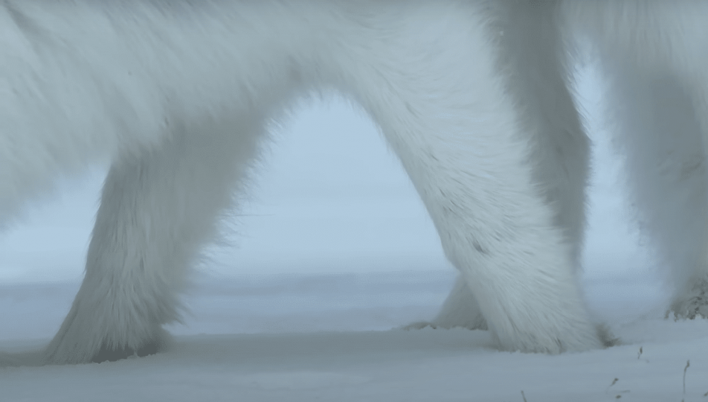 Как выглядят следы лисы