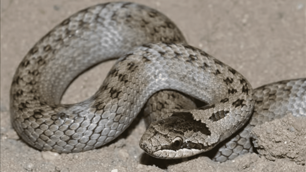 Опасные змеи России