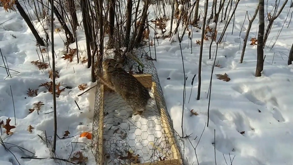 Самодельные ловушки на зайца