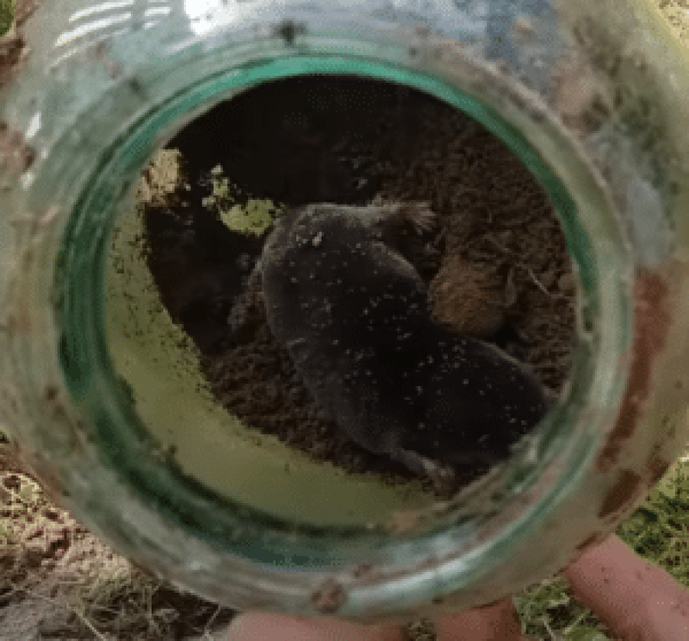 Ловушка для кротов