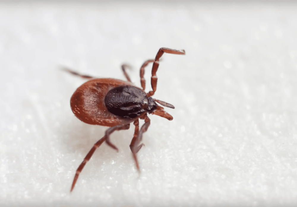 Как вытащить клеща у человека