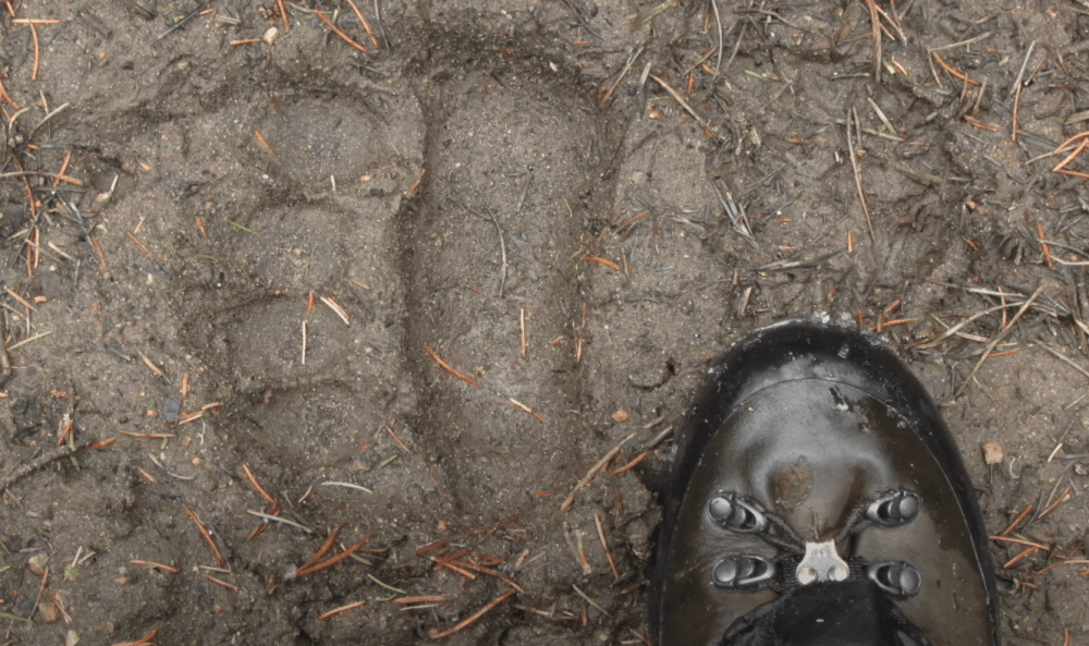 Следы медведей