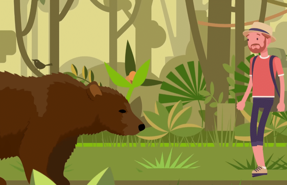 Что делать при встрече с медведем