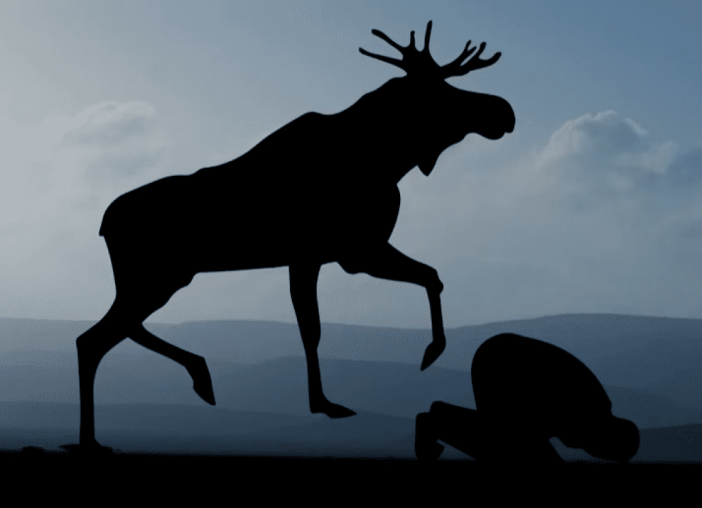 Что делать при встрече с лосем