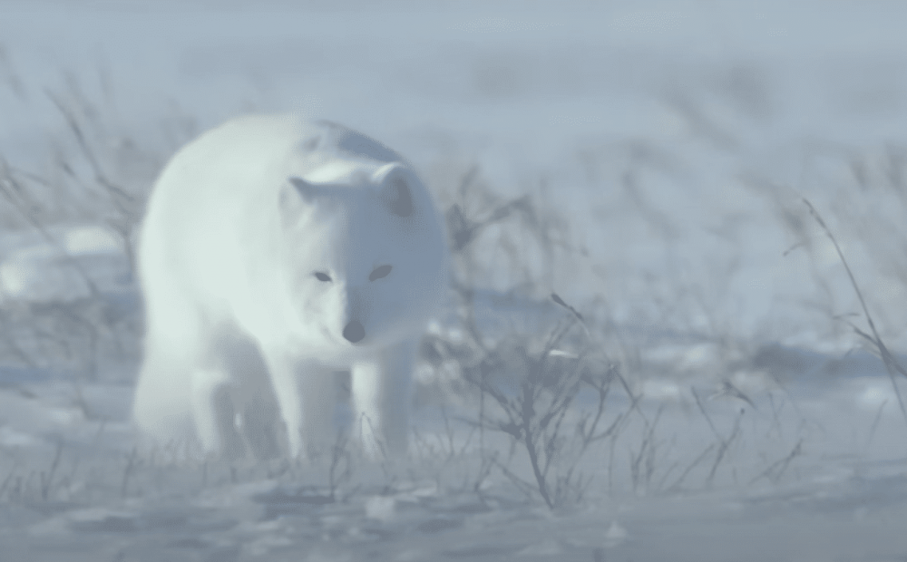 Как выглядят следы лисы