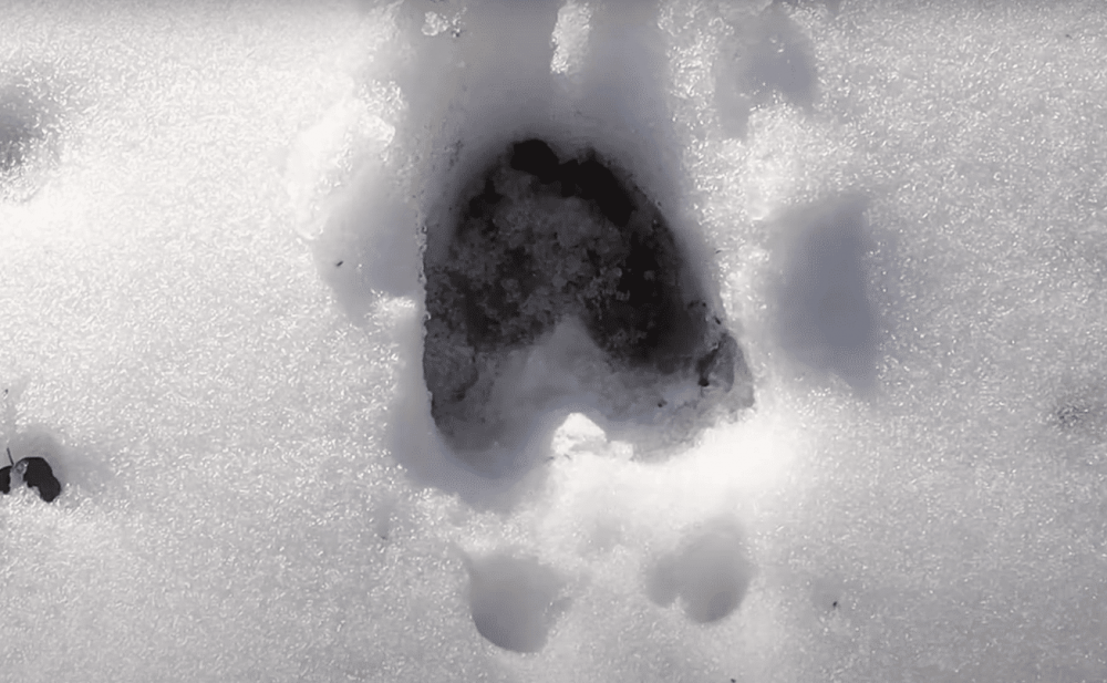 Следы лосей