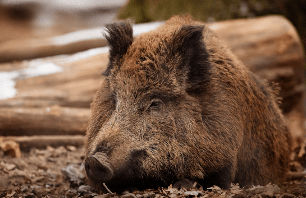 Что делать при встрече с кабаном