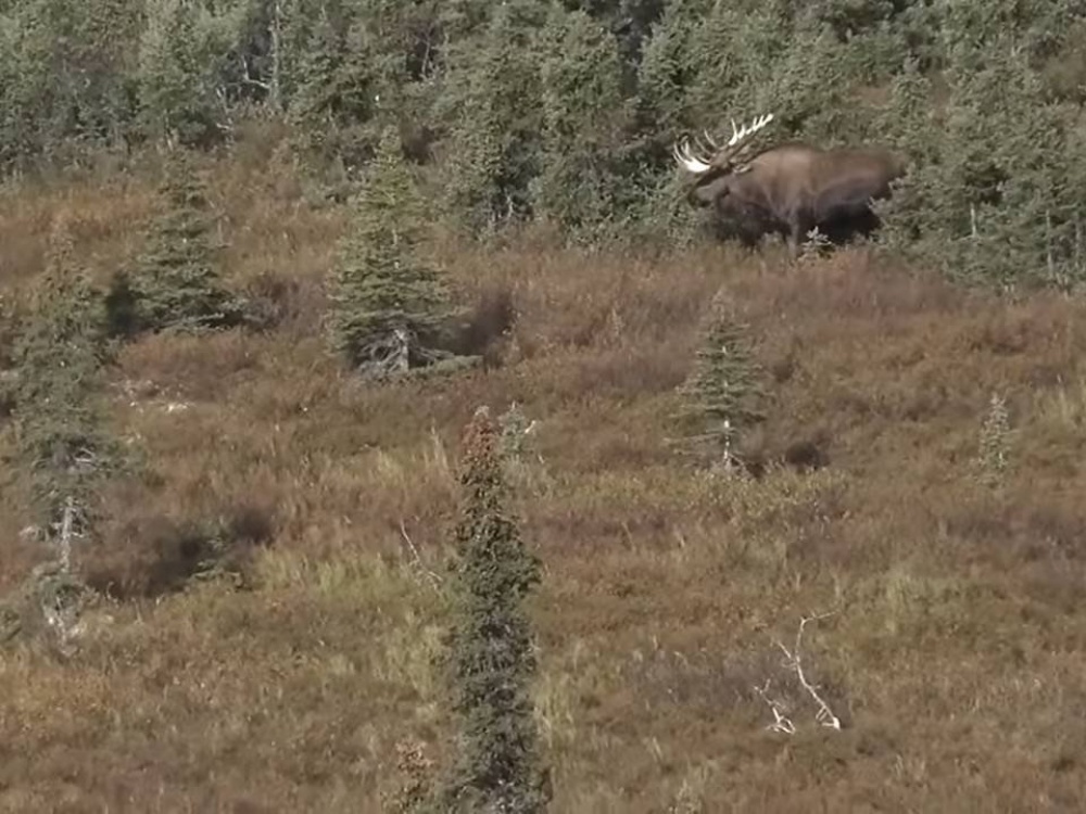 Охота на лосей