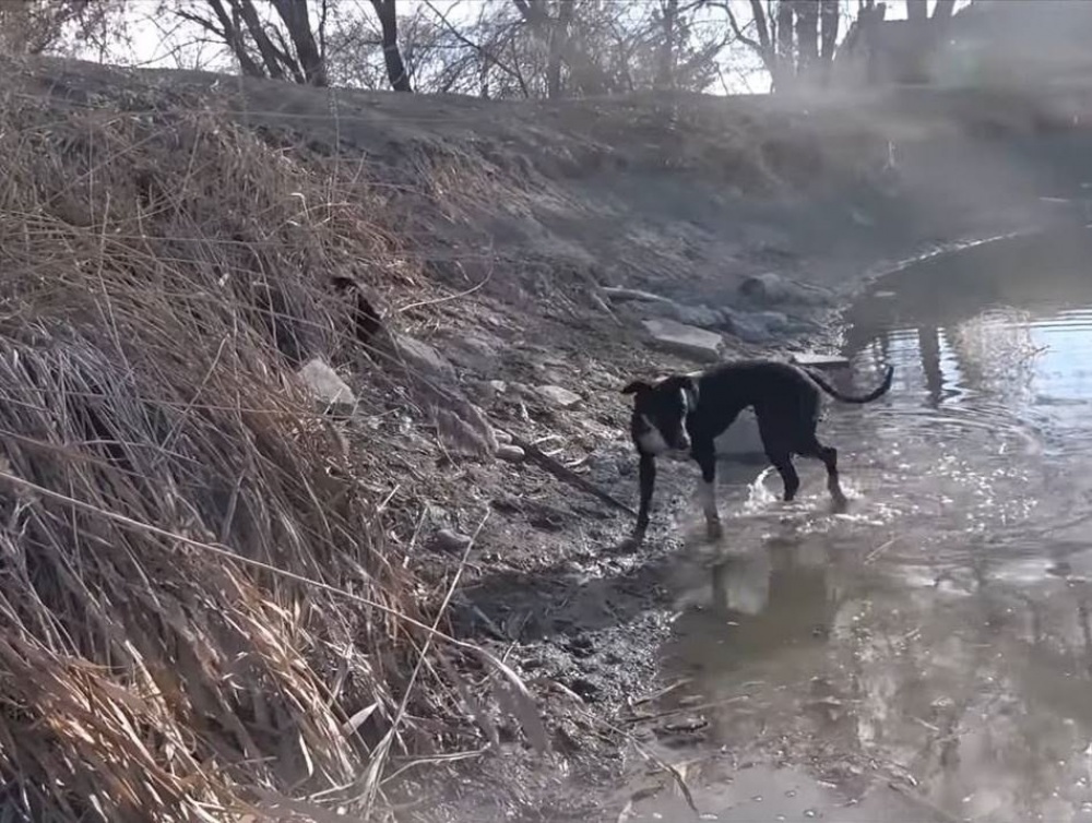 Охота на ондатр