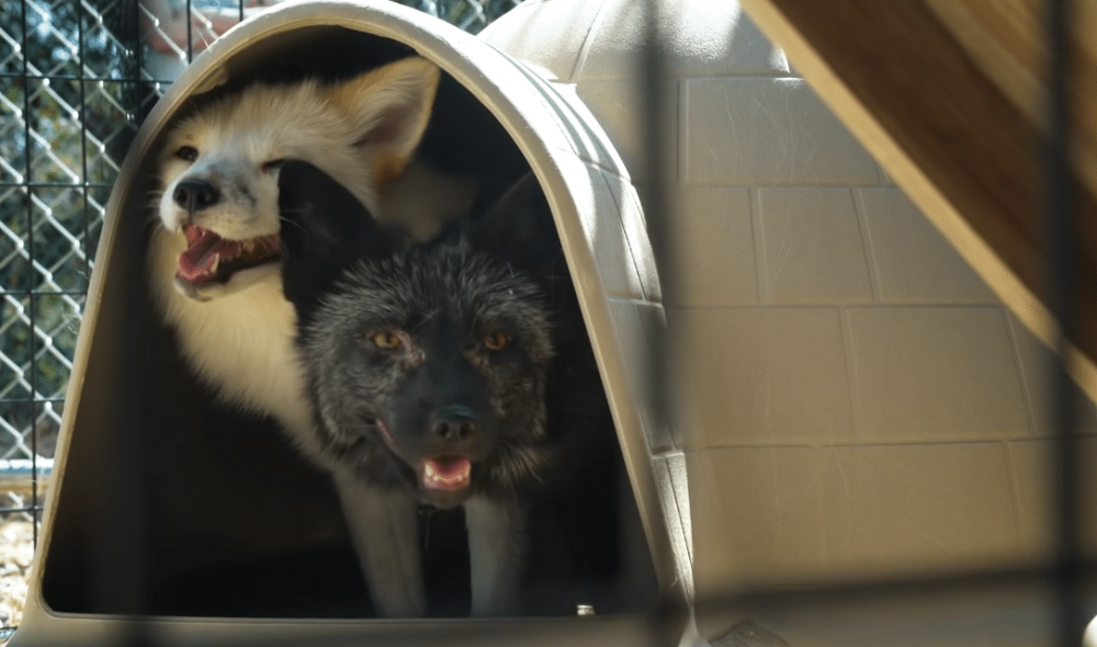 Что делать при встрече с лисой