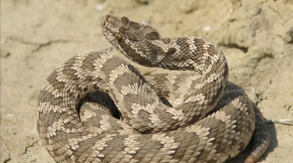 Опасные змеи России