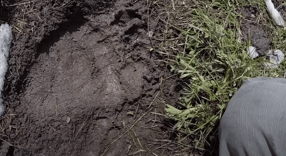 Следы медведей