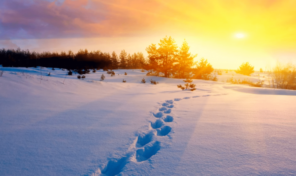 Следы диких животных