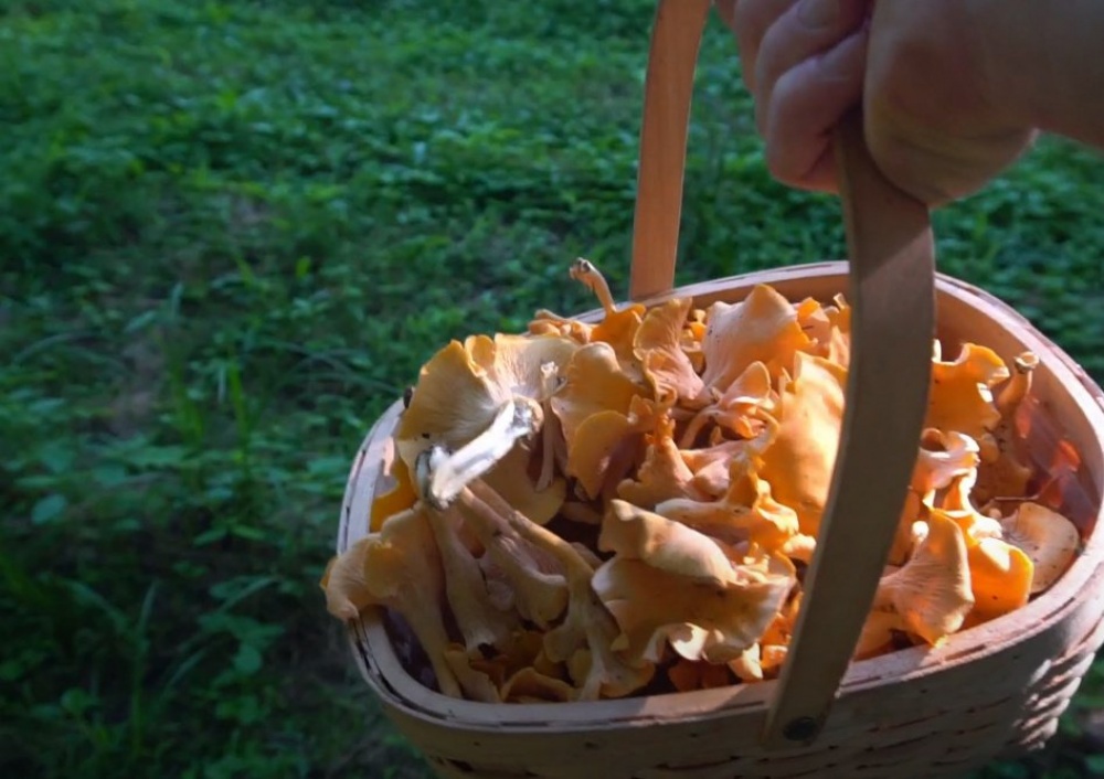 Грибы на костре: как вкусно приготовить