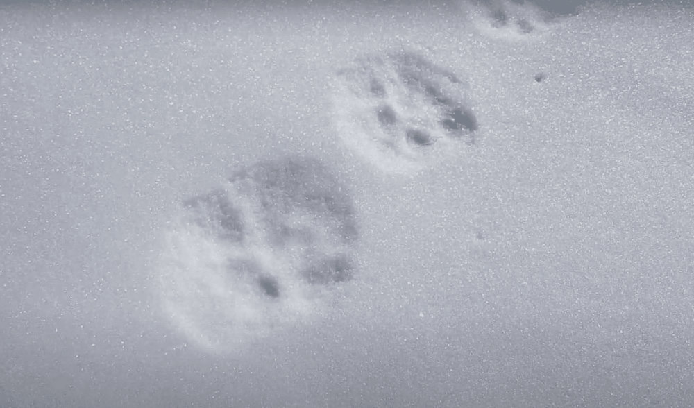 След рыси: зимой на снегу