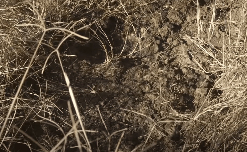 Как выглядят следы кабана