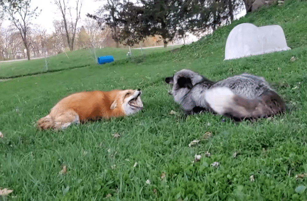 Что делать при встрече с лисой