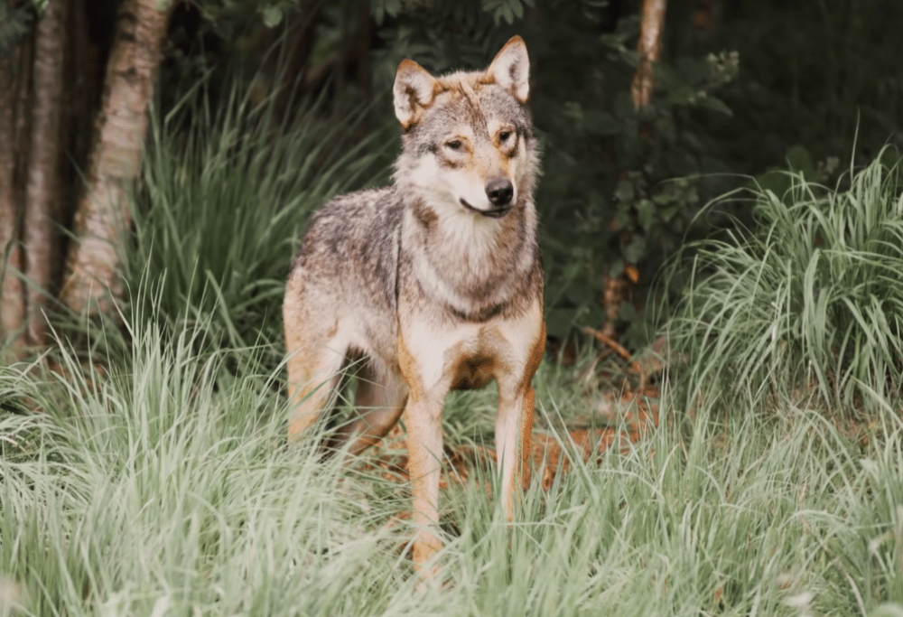 Что делать при встрече с волком