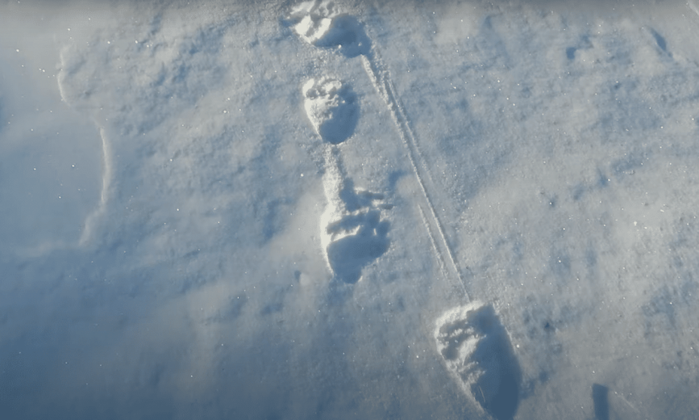 Следы медведей