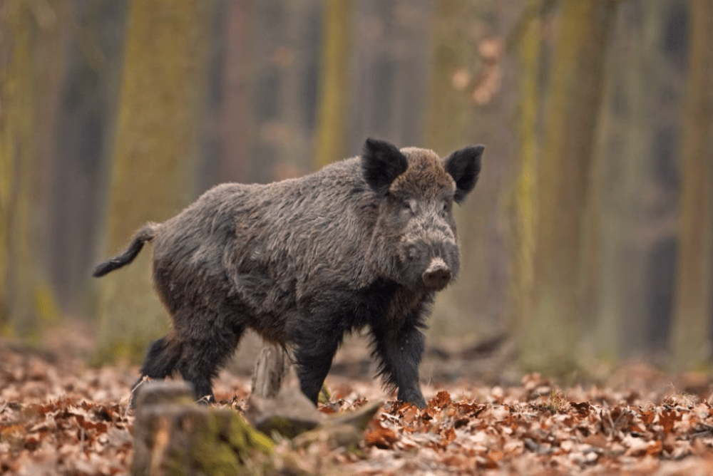 Что делать при встрече с кабаном
