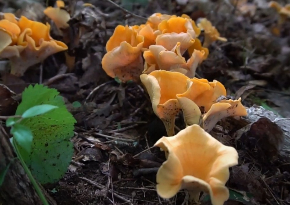 Грибы на костре: как вкусно приготовить