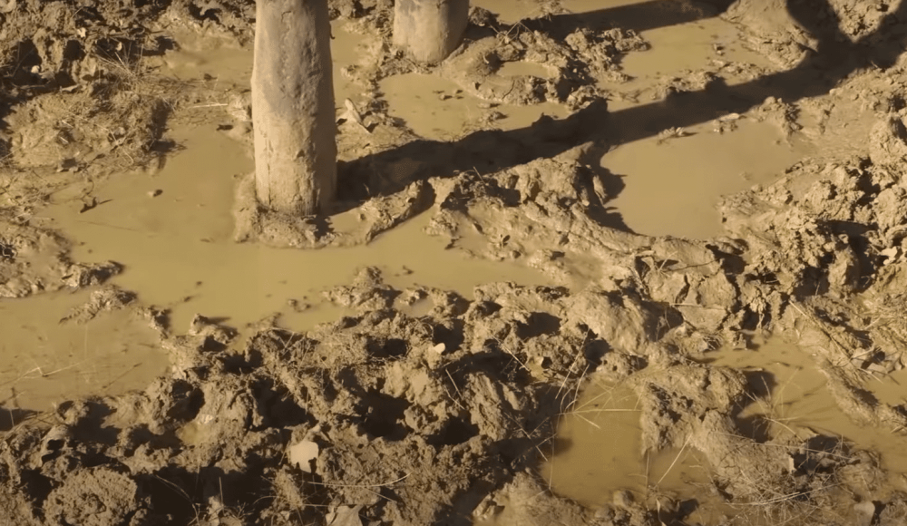 Как выглядят следы кабана