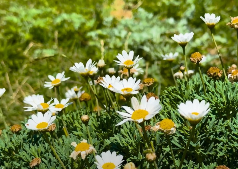 Люля-кебаб на костре: как приготовить